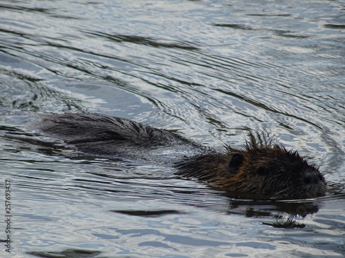 Nutria © msurkamp