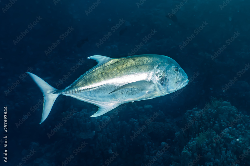 Fish swim in the Red Sea, colorful fish, Eilat Israel Fish swim in the Red Sea, colorful fish, Eilat Israel