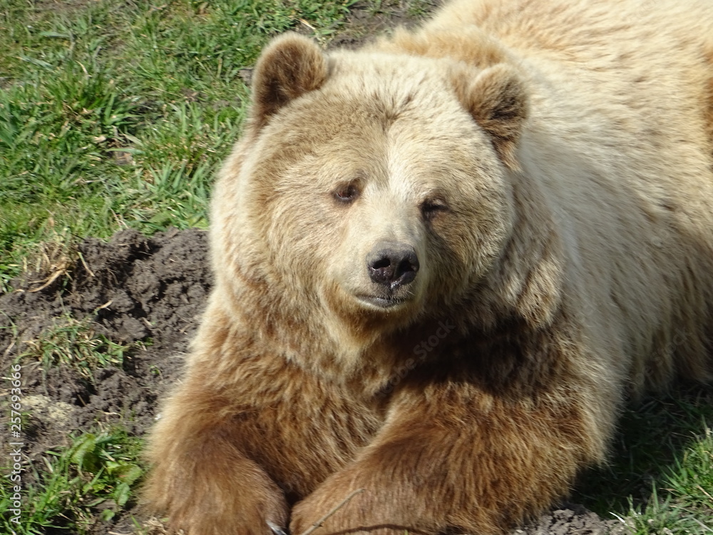 Braunbär Braunbär