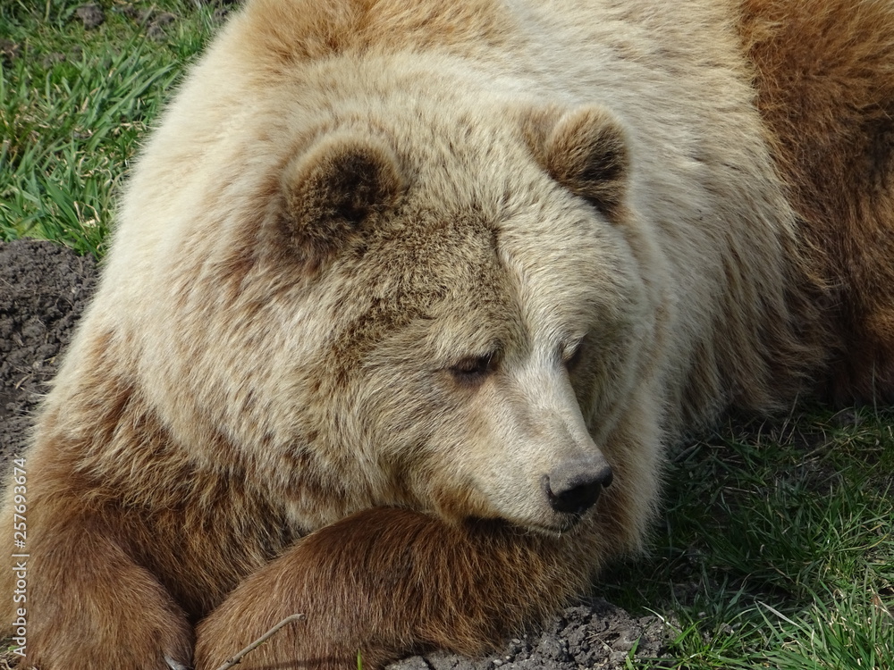 Fototapeta premium Braunbär
