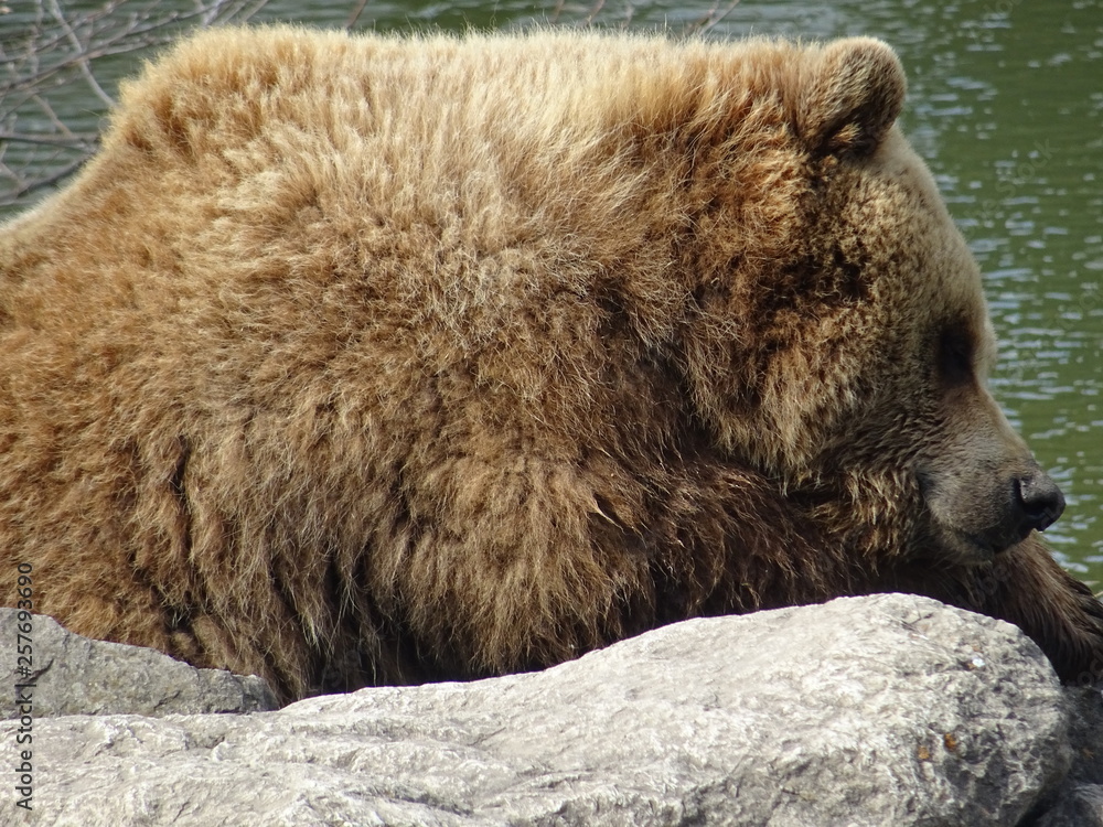 Obraz premium Braunbär