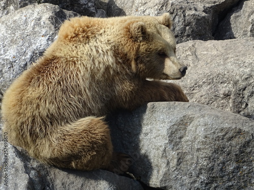 Canvastavla Braunbär