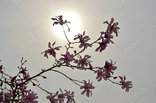 magnolia tree spring blossom background white bloom branch pink beautiful nature plant blooming sky flower season garden easter fresh natural beauty floral sunshine springtime blossoming environment s