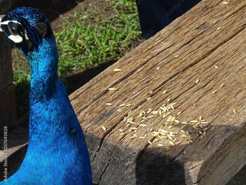 Obraz premium Pfau
