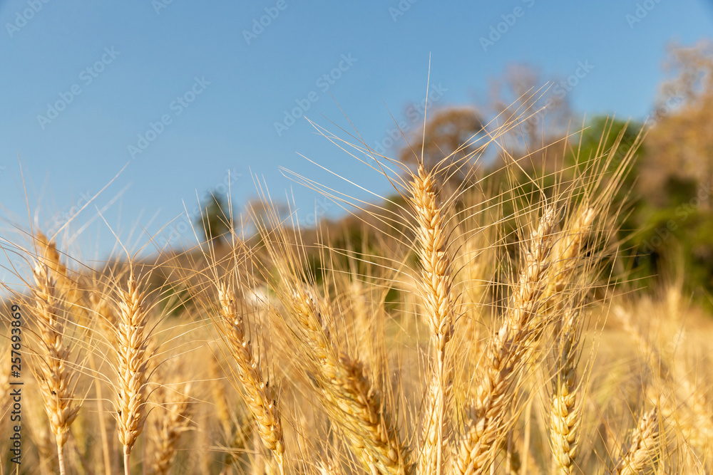 Close-up Barley in the field with sunny day. Beautiful nature and fresh air. Close-up Barley in the field with sunny day. Beautiful nature and fresh air.