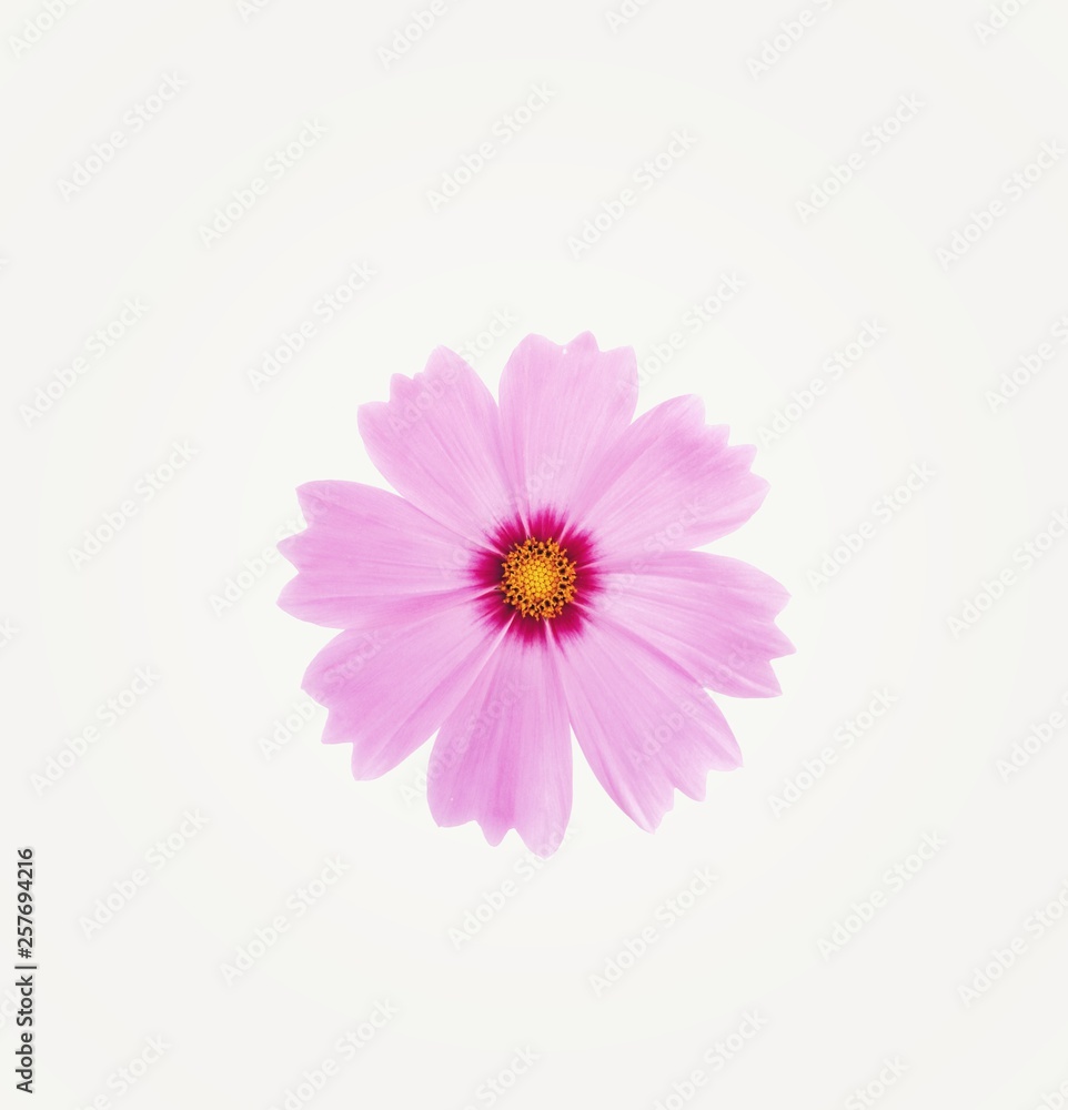 Pink cosmos flower is bloom, isolated on white background.