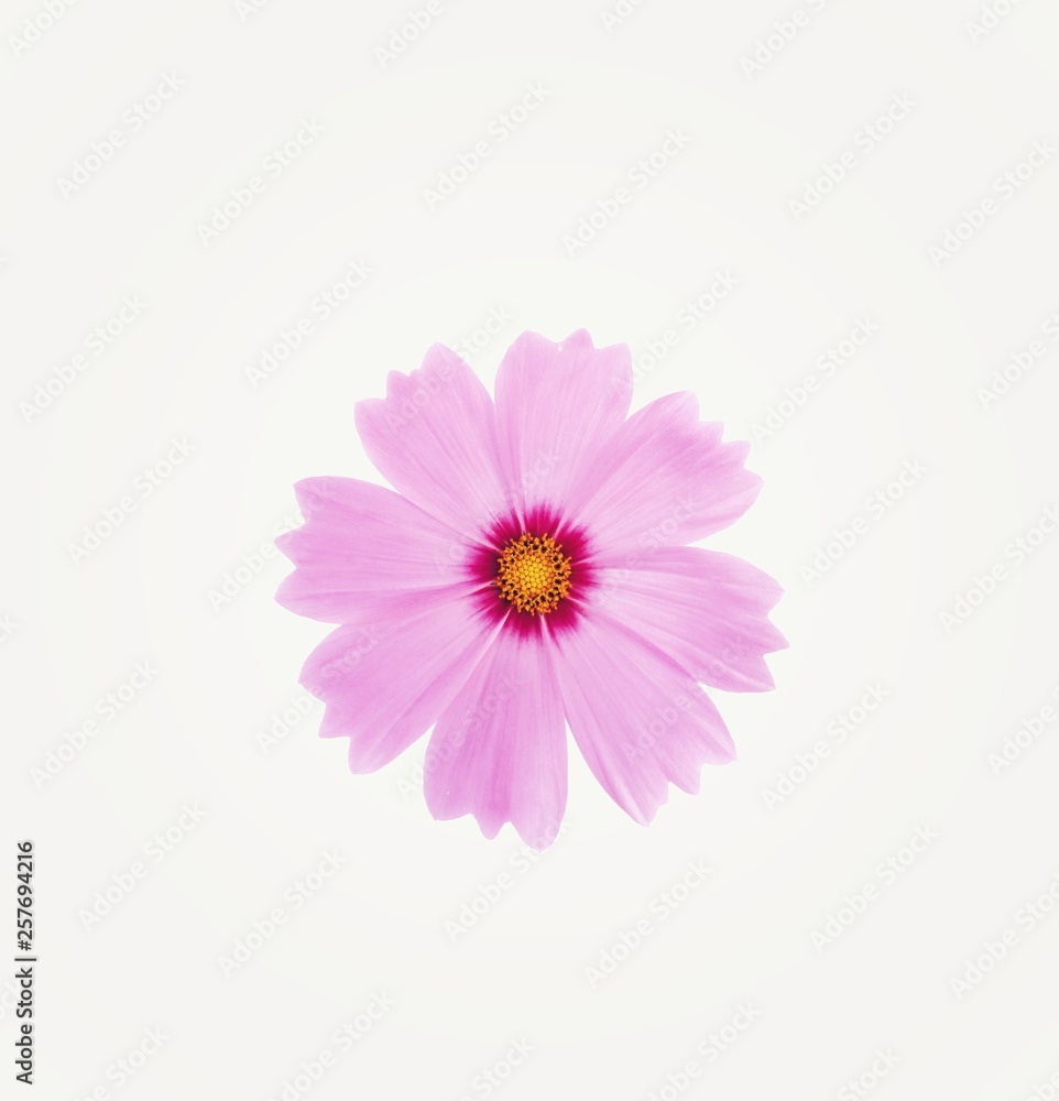 Pink cosmos flower is bloom, isolated on white background. Pink cosmos flower is bloom, isolated on white background.