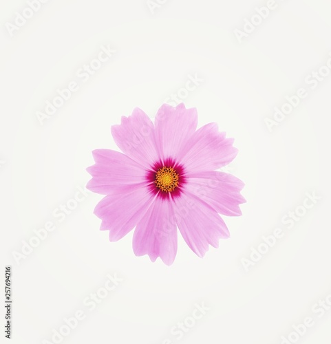 Pink cosmos flower is bloom  isolated on white background.