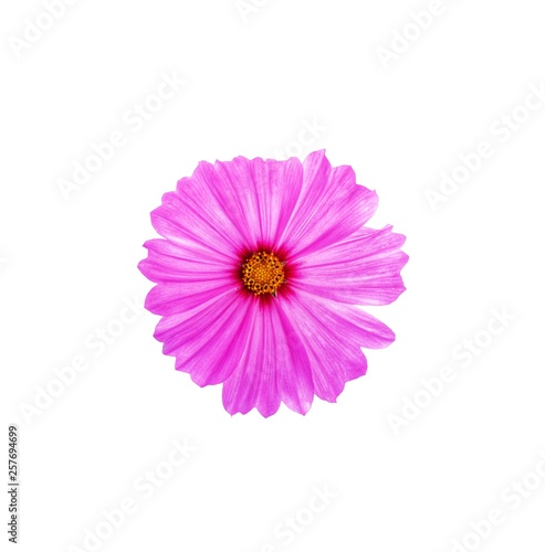 Pink cosmos flower is bloom, isolated on white background.