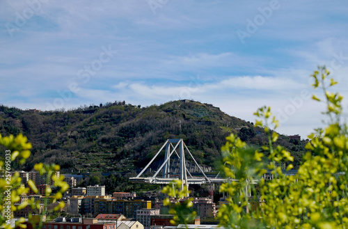 Il lato est del ponte Morandi con fiori gialli primaverili. 