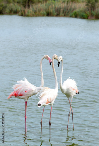 Flamingo. Nature. Lake. Park. Birds. France
