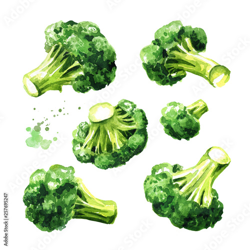 Fresh broccoli blocks for cooking set. Hand drawn watercolor illustration, isolated on white background