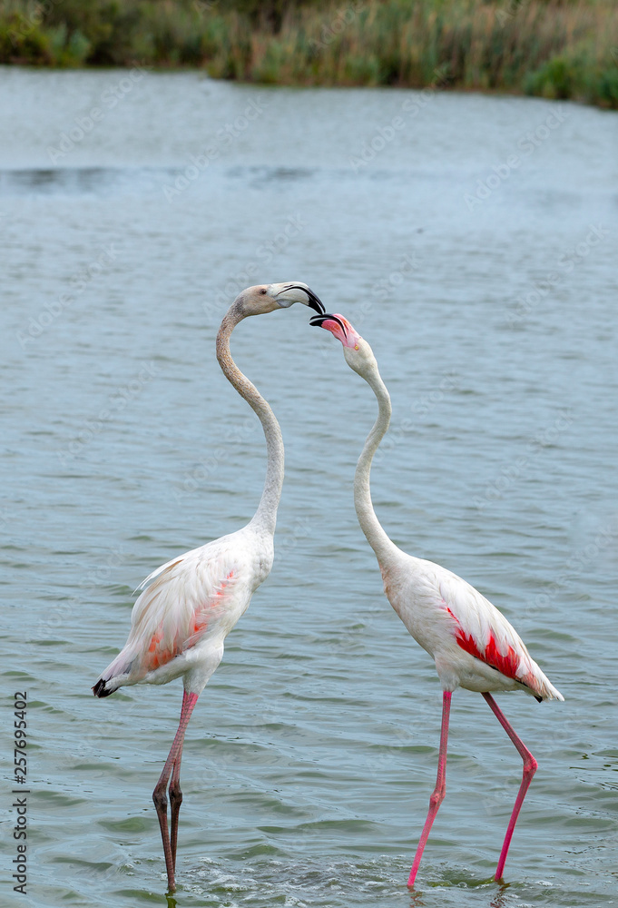 Flamingo. Nature. Two. Park. Birds. Lake. France
