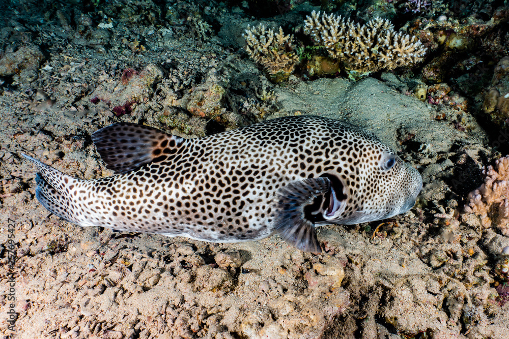 Fototapeta premium Arothron fish in the Red Sea Colorful and beautiful, Eilat Israel
