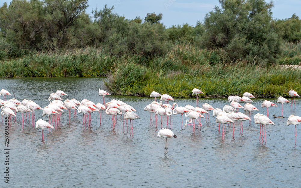 Flamingo. Park. Lake. Nature. Birds. France