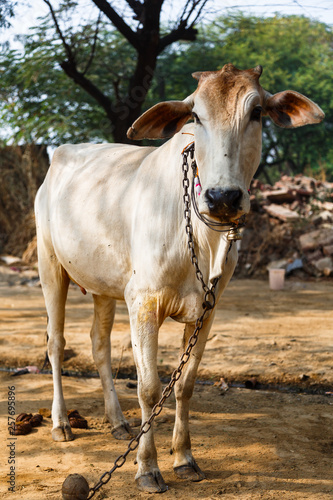 Cow sacred indian animal