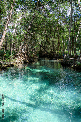 Cenote at Celestun River inbetween the trees, Yucatan, Mexico 