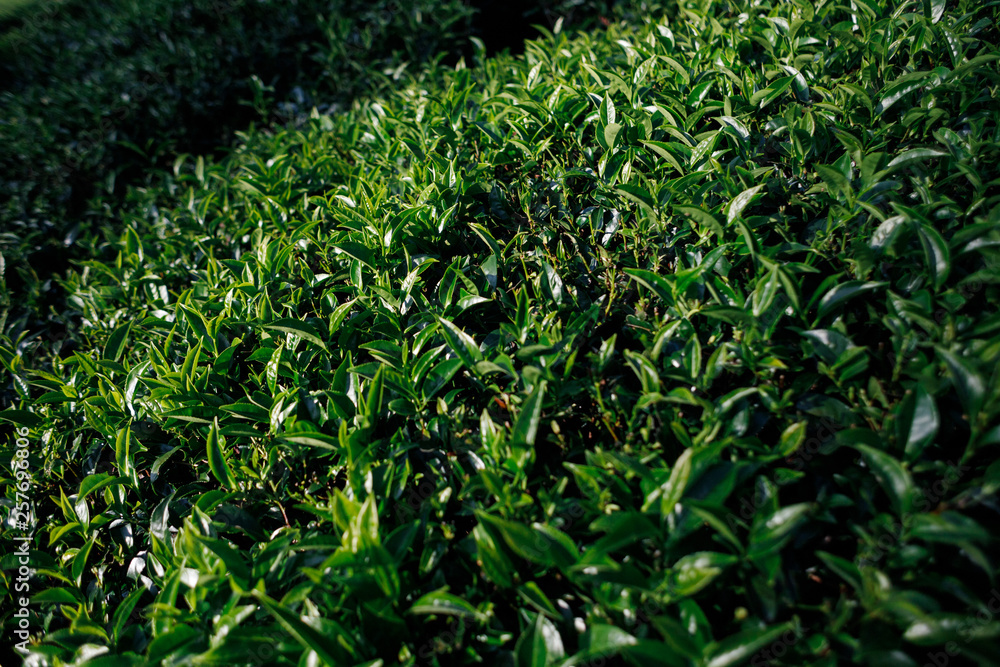 Sunlight on tea leaves in the mountains in Sri Lanka Sunlight on tea leaves in the mountains in Sri Lanka