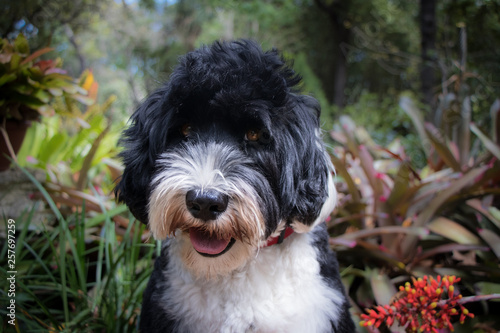 Black and white Portuguese Water Dog in a garden