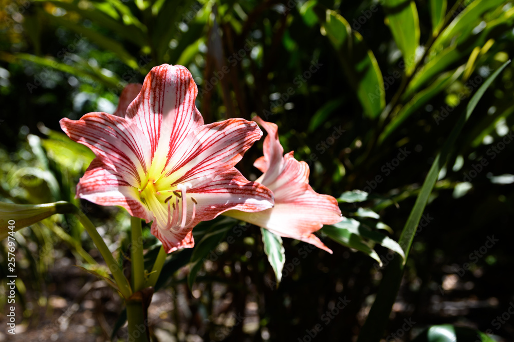 Fototapeta premium Pink Hippeastrum blossoms isolated from the baackground inside a jungle in Mexico