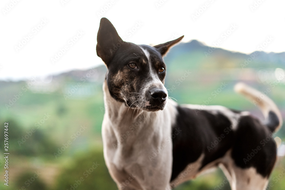 dog in the mountains of Thailand