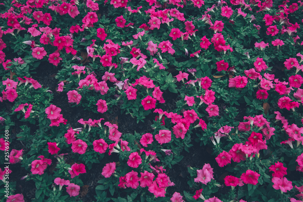 Pink flowers background.