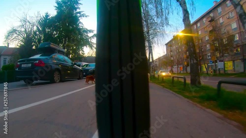 955_18 Bicycle Ride Wheel View With Pedestrians With Dogs In The Way