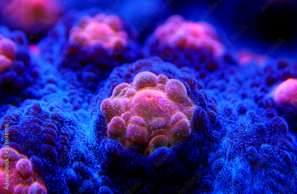 Halloween Screamer Chalice coral in macro shot ( Echinophyllia sp. ) Halloween Screamer Chalice coral in macro shot ( Echinophyllia sp. )