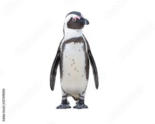 South Africa Penguins in the Boulders Beach Nature Reserve. Cape Town, South Africa , isolate on white backgroud with clipping path