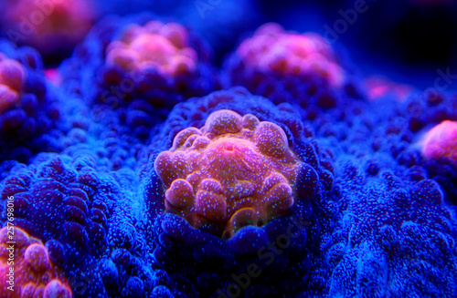Halloween Screamer Chalice coral in macro shot ( Echinophyllia sp. ) photo