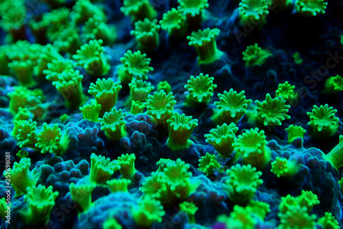 Nuclear Green Cyphastrea SPS coral  © Kolevski.V