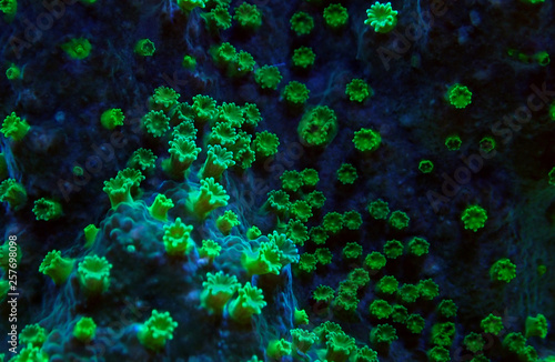 Fototapeta Naklejka Na Ścianę i Meble -  Nuclear Green Cyphastrea SPS coral 