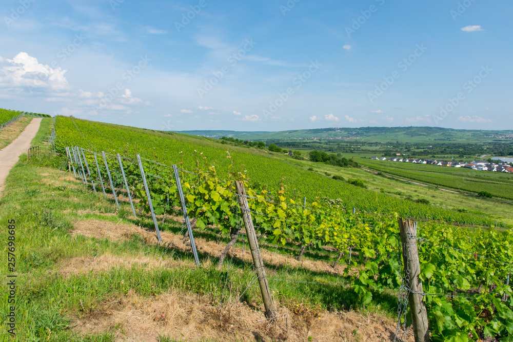 Vineyard with summer landscape.