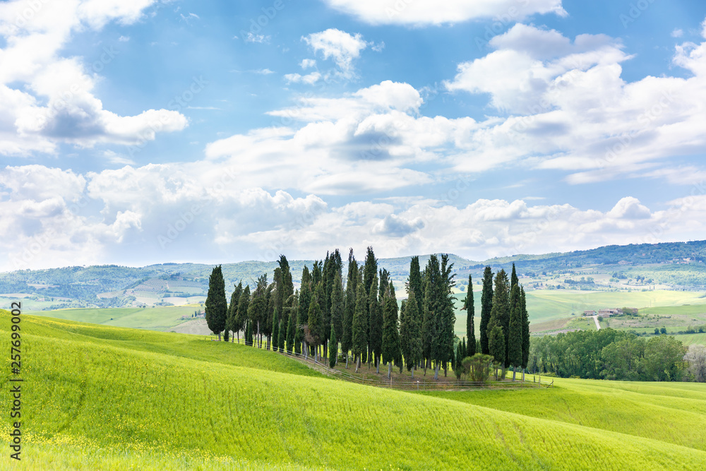 Cypress trees in a rural landscape view