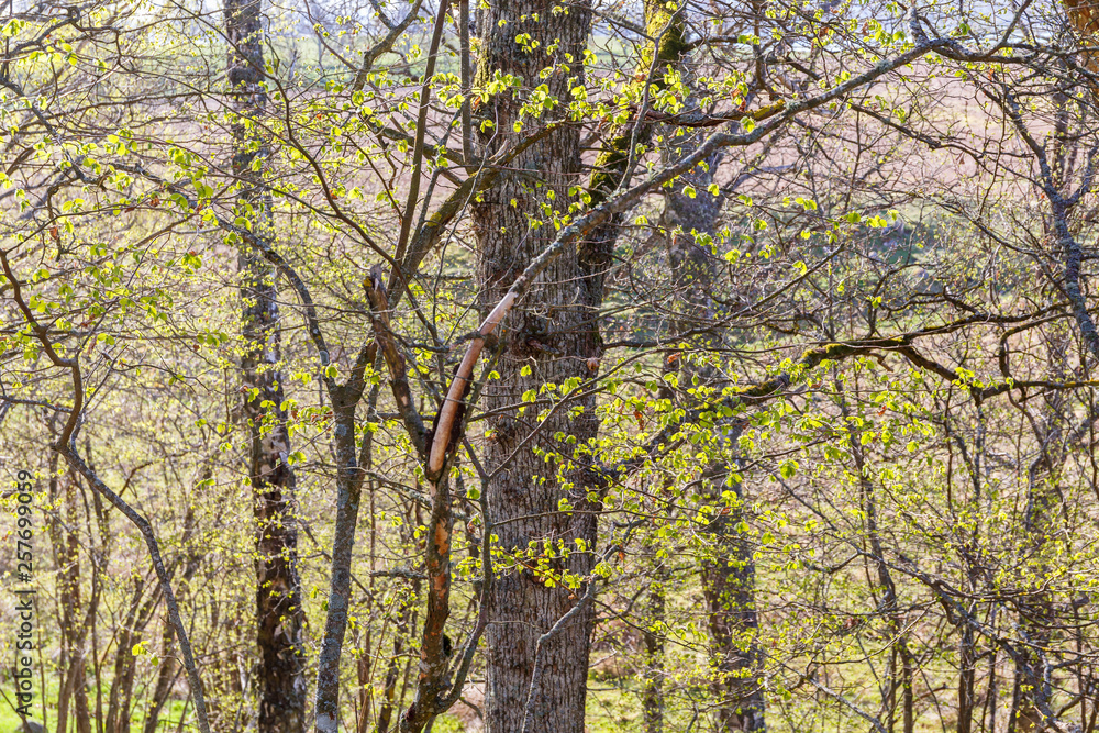 Newly opened leaves in a deciduous forest in spring Newly opened leaves in a deciduous forest in spring