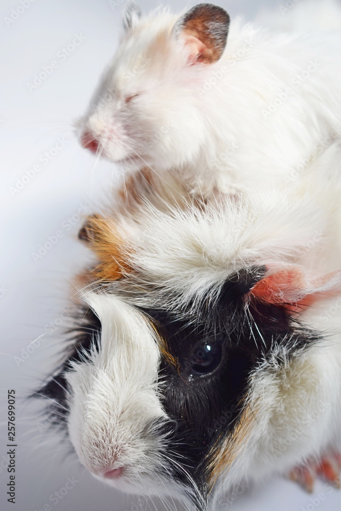 Three colors Guinea pig and white Syrian hamster on white background . Three colors Guinea pig and white Syrian hamster on white background .