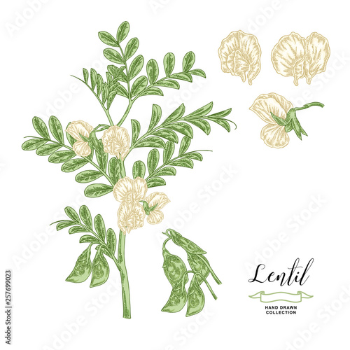 Lentil plant isolated on white background. Lentil branch with flowers and pods. Hand drawn legumes. Vector illustration.