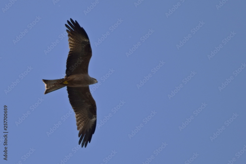 Obraz premium Águia