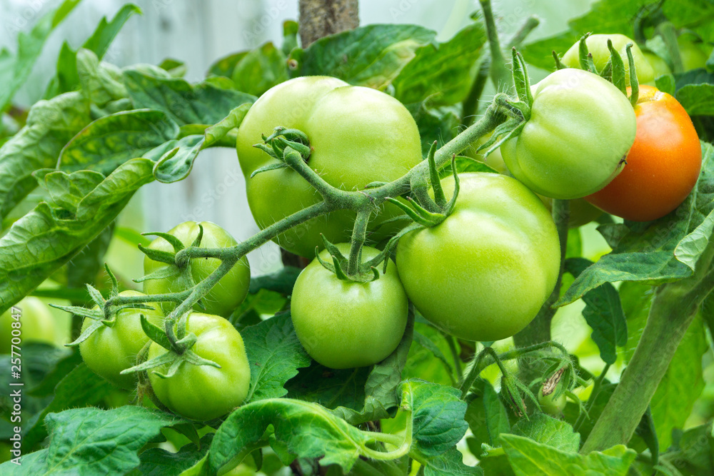 A branch with green tomatoes