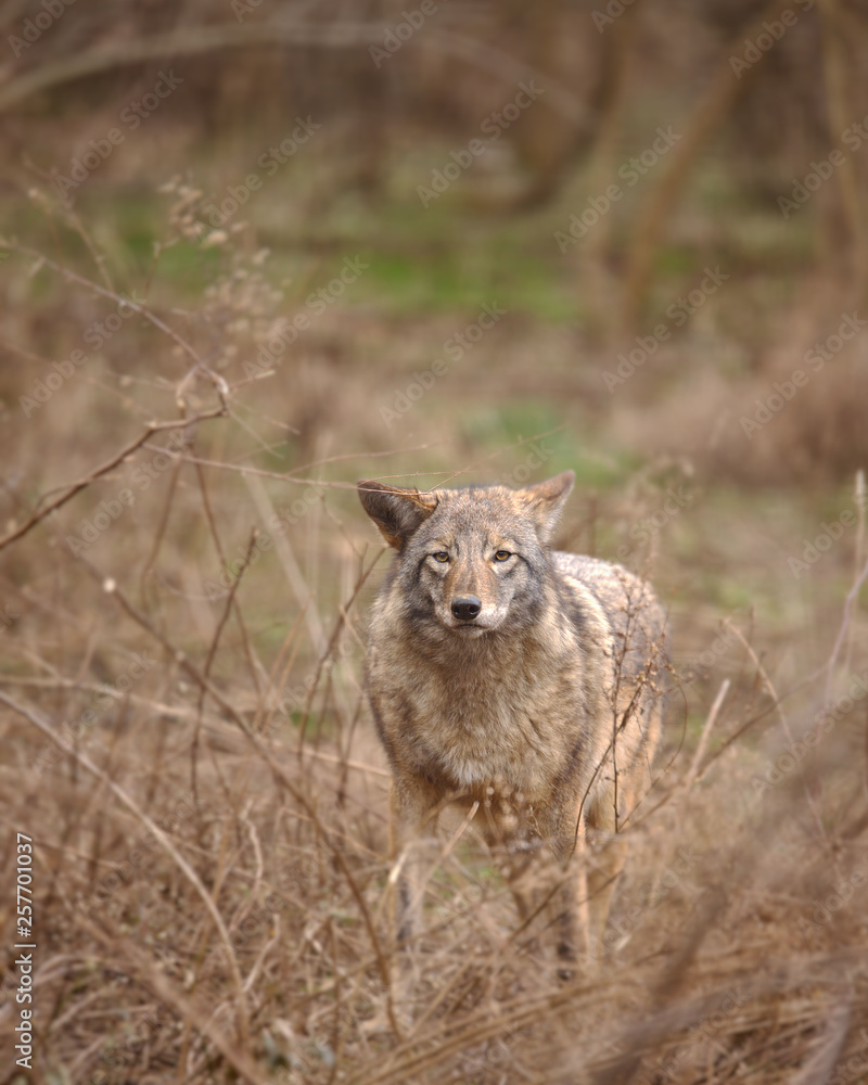 WOLF IN THE WILD WOLF IN THE WILD