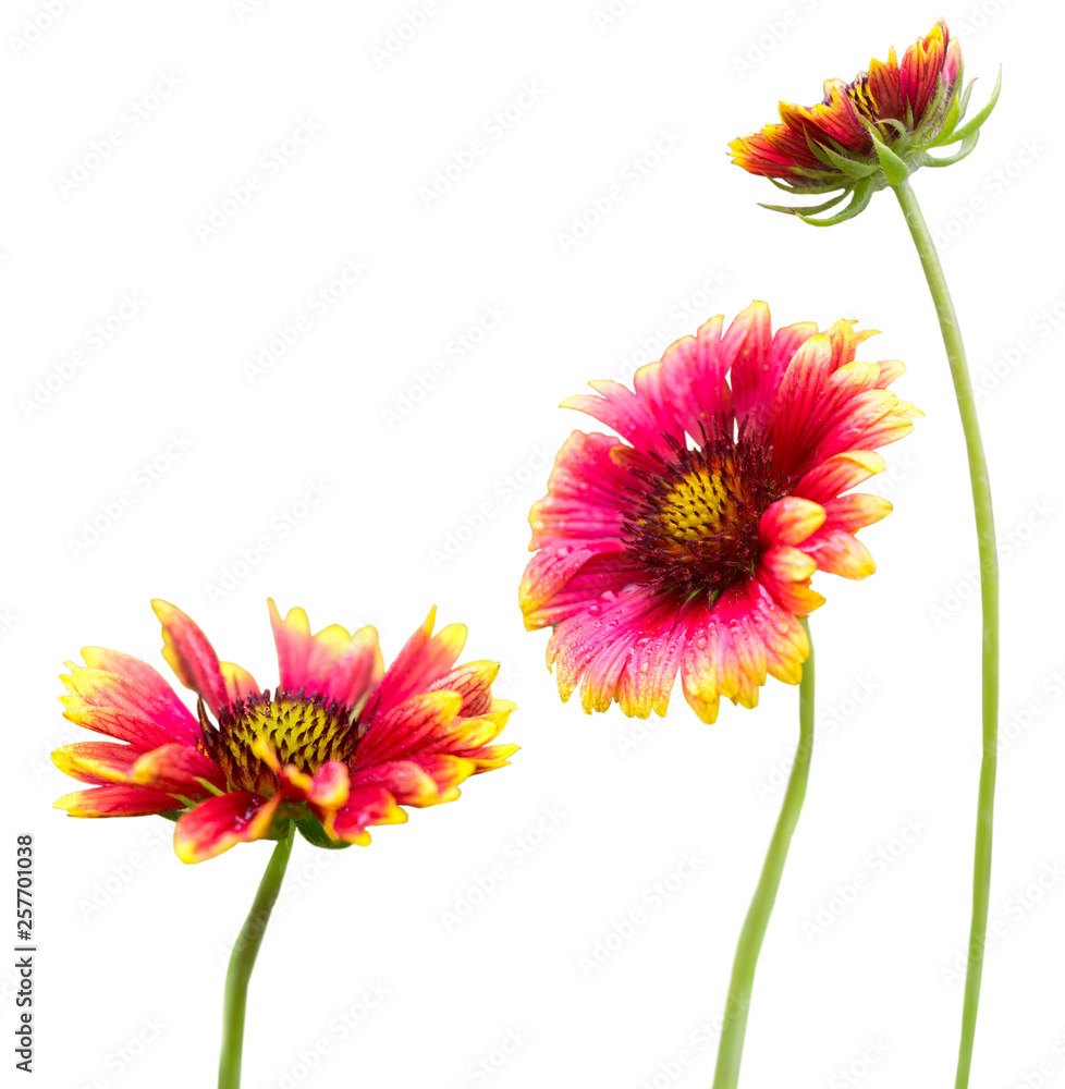Set gaillardia flowers Set gaillardia flowers