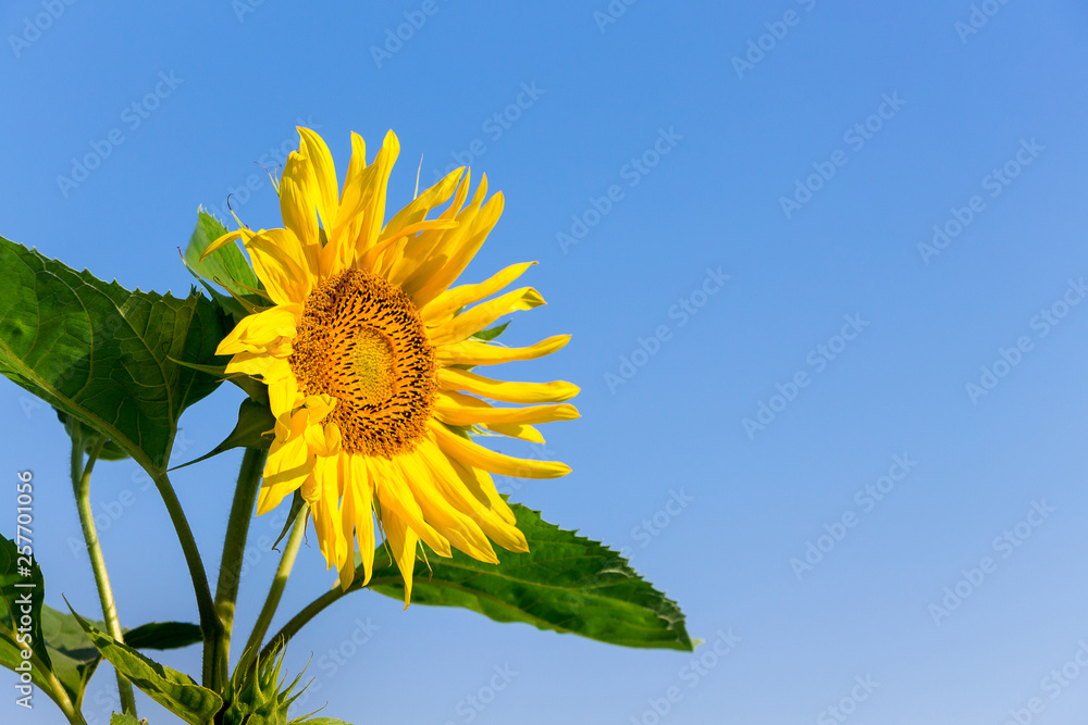 Yellow sunflower flower on a blue background. Copy space_ Yellow sunflower flower on a blue background. Copy space_