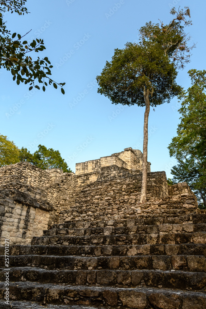 Fototapeta premium Pyramids and ruins of Calakmul in Campeche, Mexico