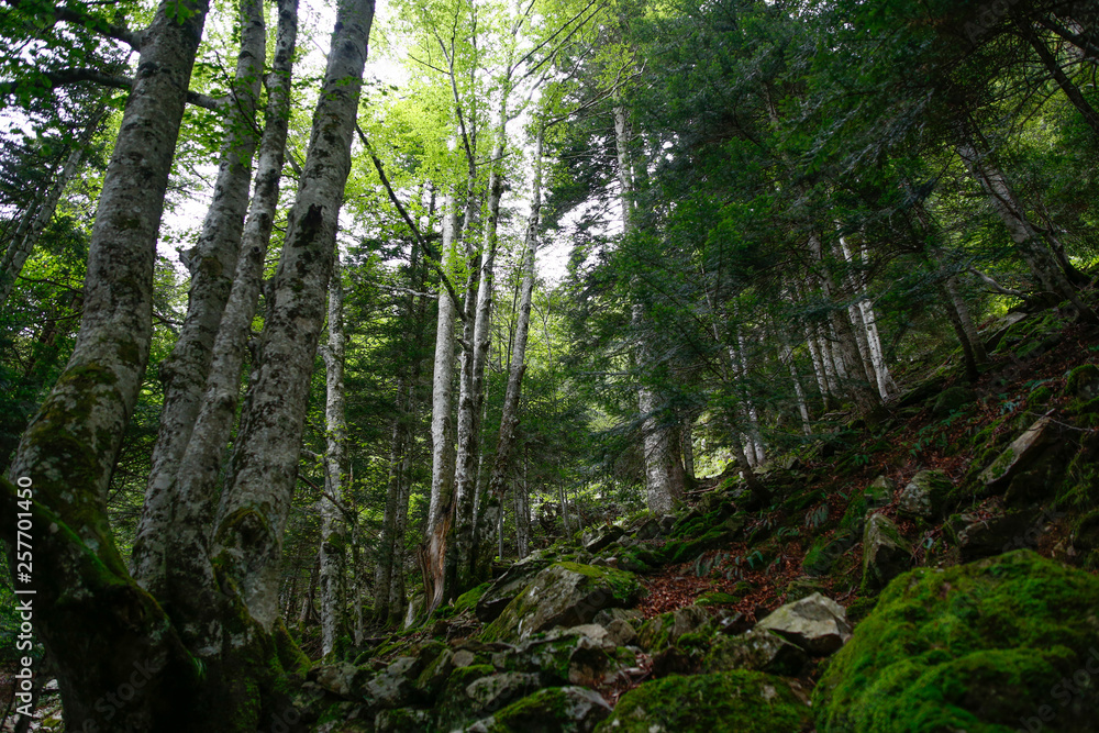 Fototapeta premium sous bois montagne