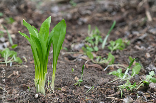 Spring medicinal plant Allium ursinum growing in the floodplain forest. Also known as wild garlic, ramsons, buckrams, broad-leaved garlic, wood garlic, bear leek or bear's garlic.