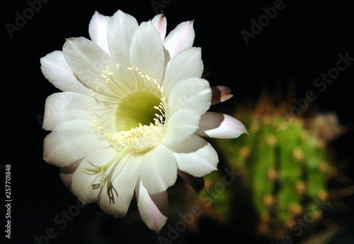 Cactus echinopsis tubiflora photo