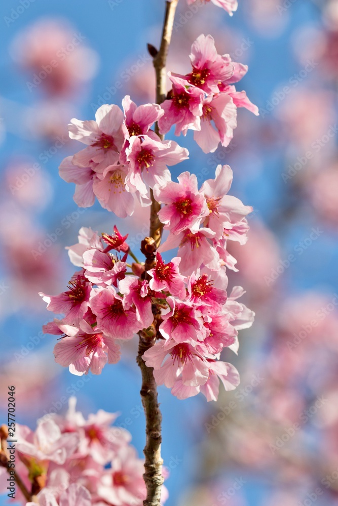 cherry blossoms on branches against blue sky