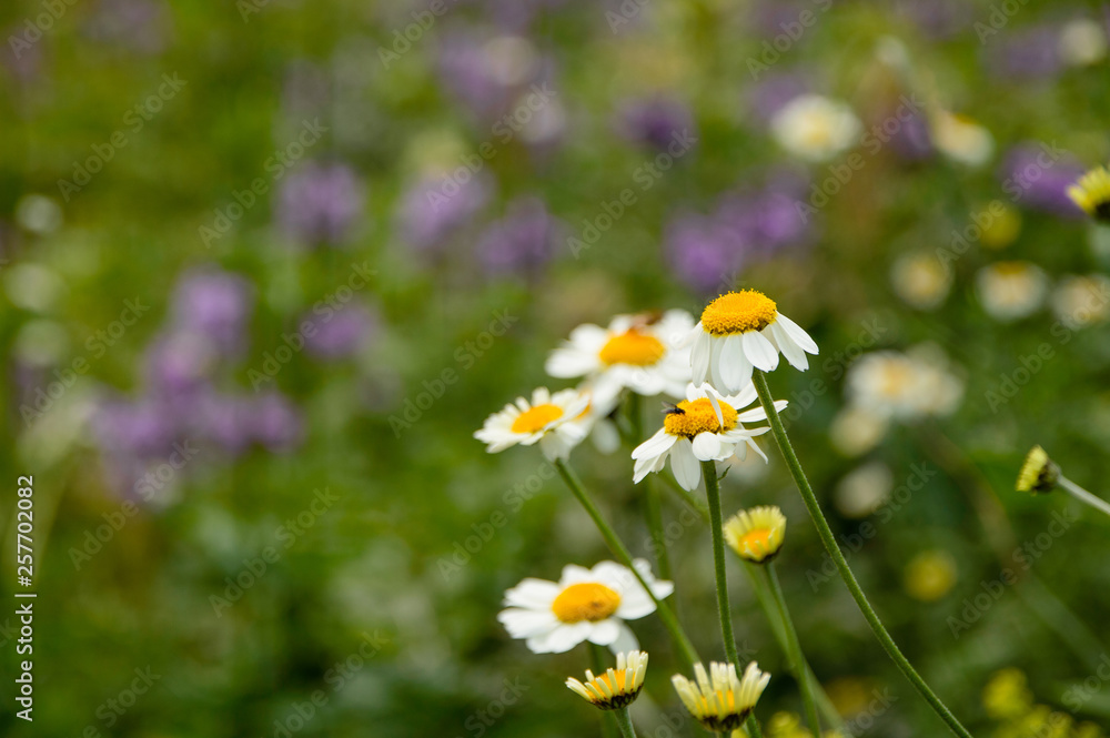 Field flowers in the mountains. Chamomile close-up. There's a fly on one of the daisies. Beautiful nature. Field flowers in the mountains. Chamomile close-up. There's a fly on one of the daisies. Beautiful nature.