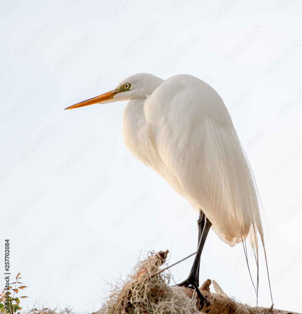 Great white egret with breeding plumage posing for his picture on a branch Great white egret with breeding plumage posing for his picture on a branch