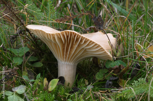 Yellow-beige meadow waxcap Cuphophyllus pratensis on a mountain meadow. Also known as meadow waxy cap, salmon waxy cap and butter meadowcap. Natural environment. Edible mushroom.